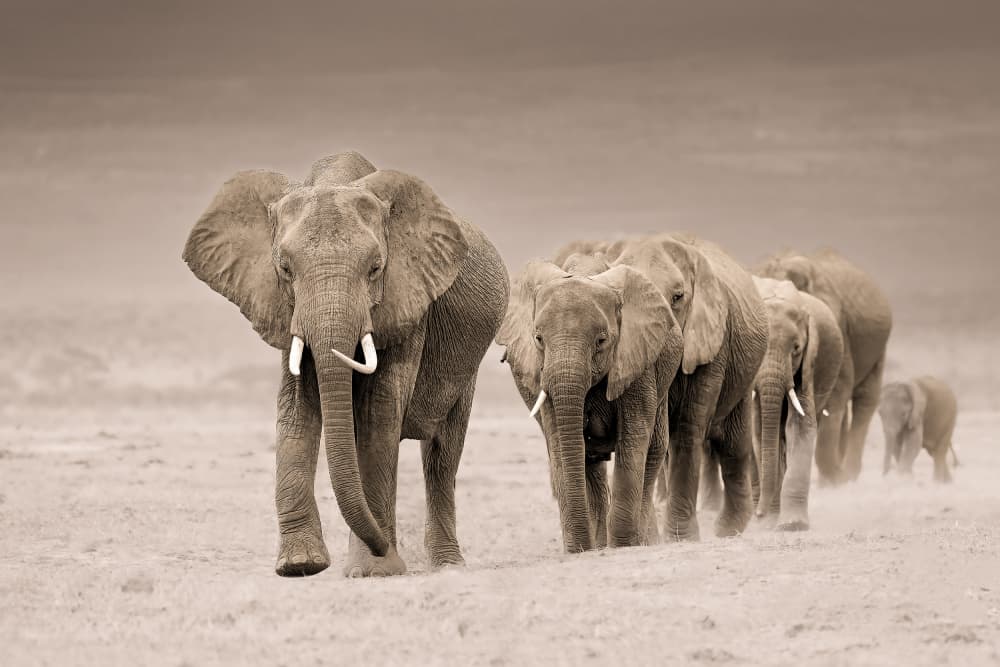 African Elephant Procession by Ali Khataw — canvas wall art