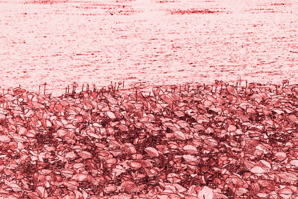 Red Flamingo Flock by Santhosh ch — canvas wall art