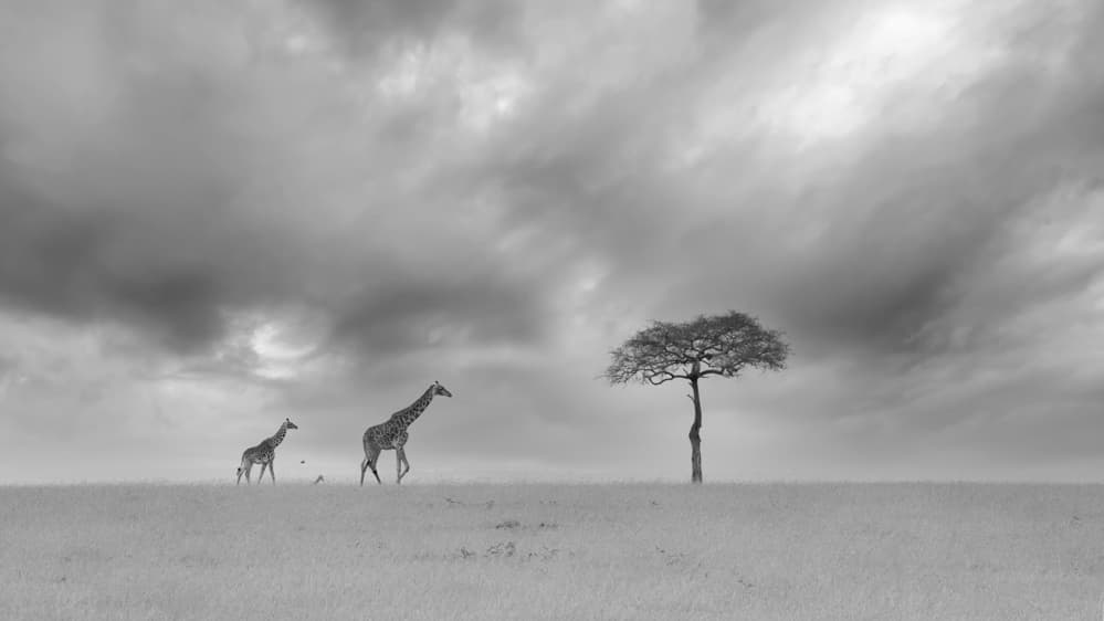 Dramatic Savannah Giraffes by Jun Zuo — canvas wall art