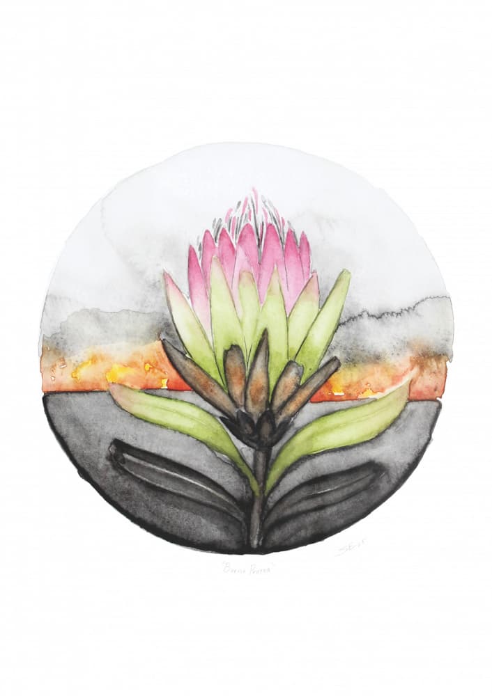 Protea Sunset Bloom by Steve Erwin — canvas wall art