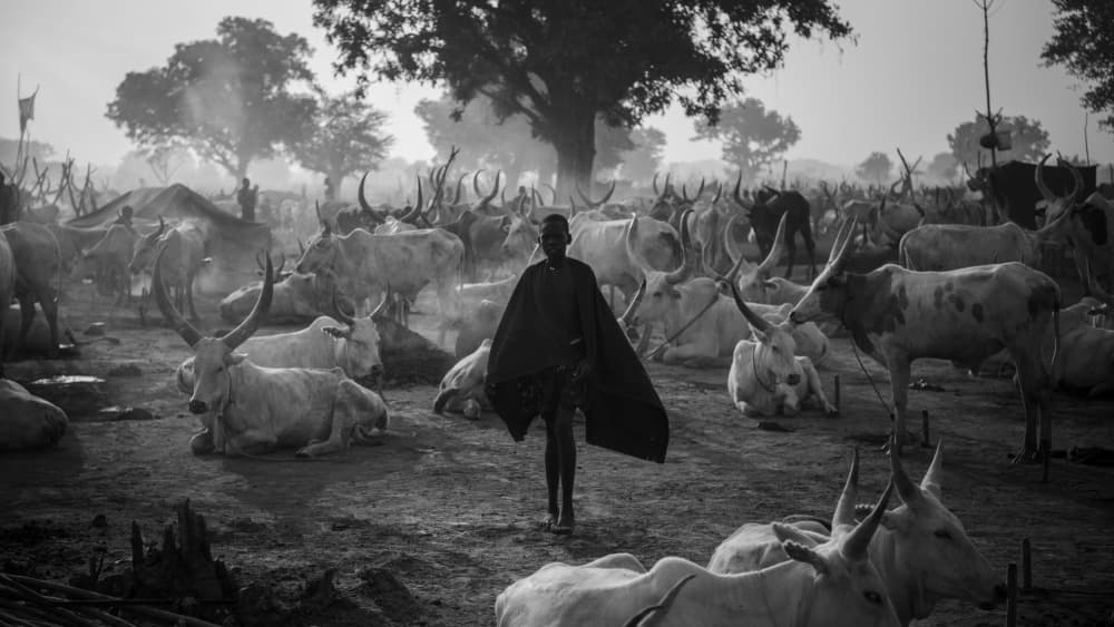 African Herder Cattle Camp by Max Vere-Hodge — canvas wall art