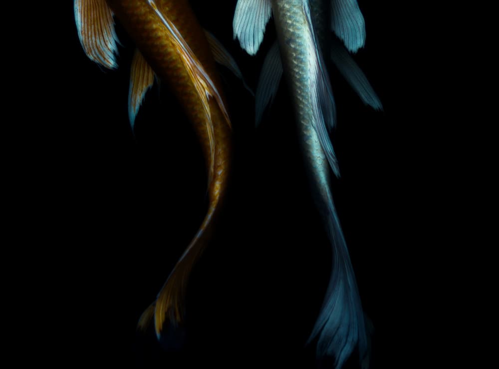 Graceful Koi Duo by Satoshi Hatsumori — canvas wall art