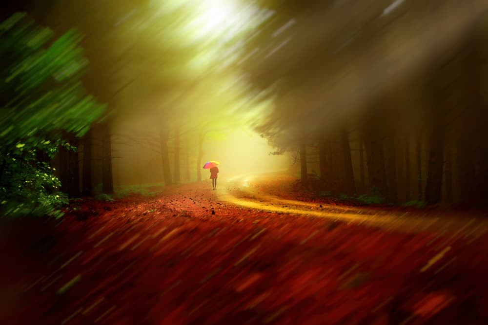 Golden Light Forest Walk by Gilcan Mete — canvas wall art