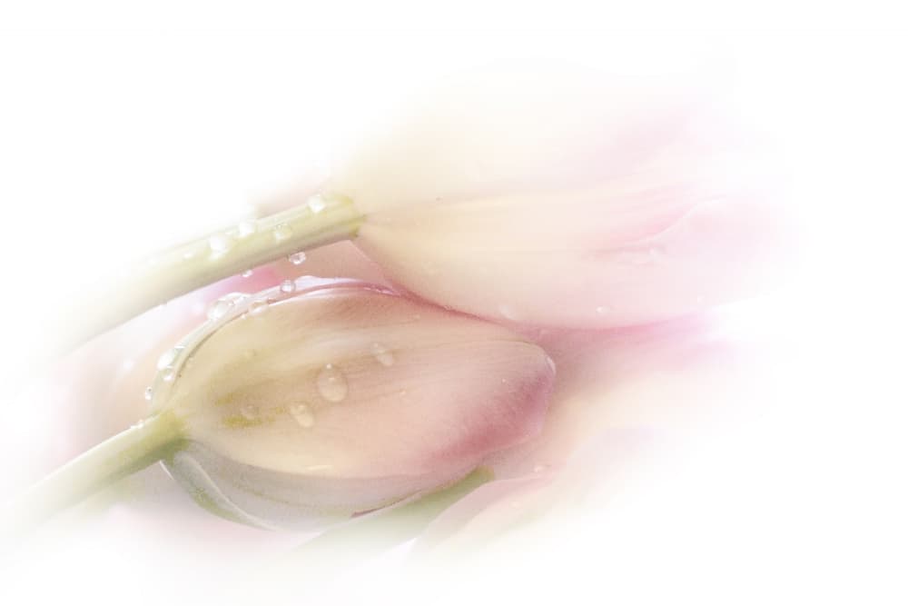 Dreamy Pink Tulips by Stefan Eisele — canvas wall art