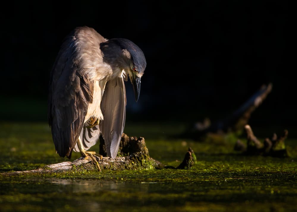Night Heron Golden Hour by verdon — canvas wall art