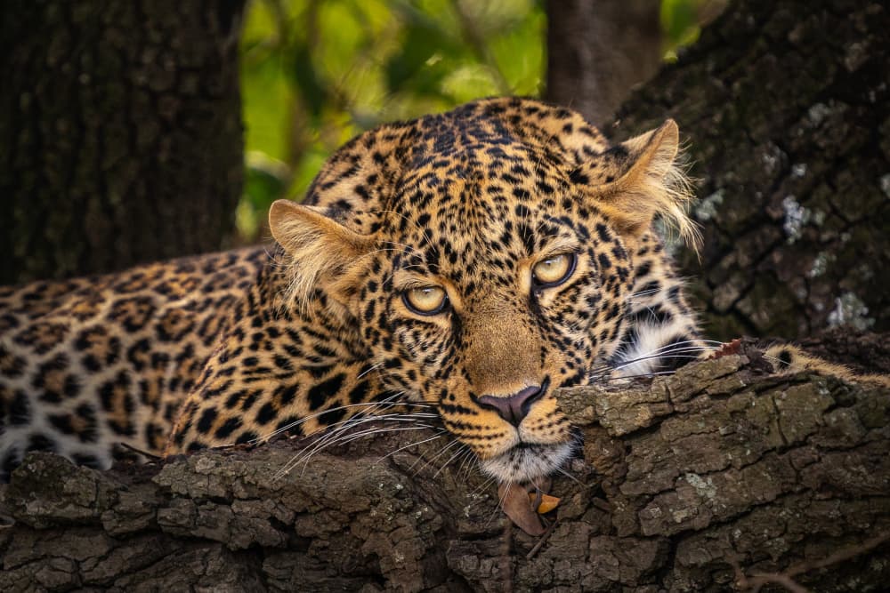 Calm Leopard Gaze by Marc Meijlaers — canvas wall art
