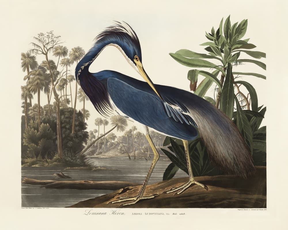 Louisiana Heron From Birds of America (1827) by John James Audubon — canvas wall art