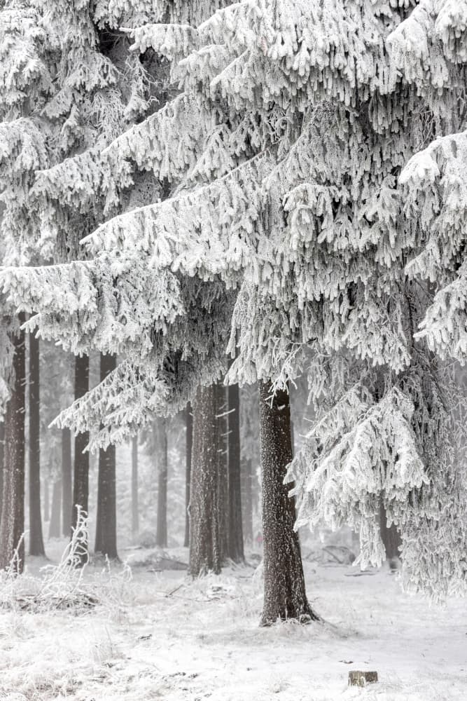 Winter Forest 2 by Mareike Böhmer — canvas wall art