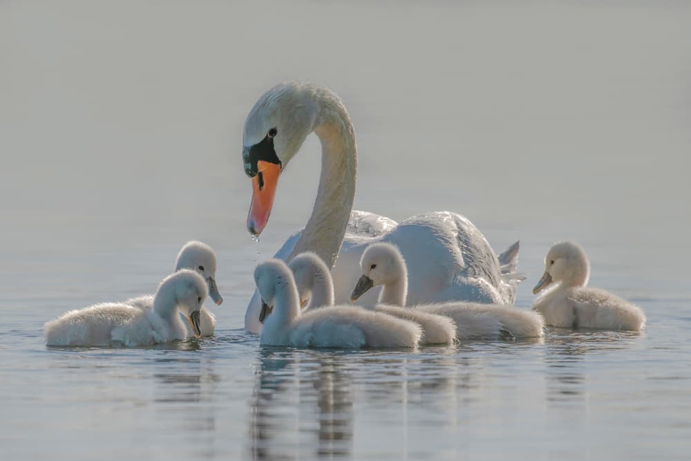 Serene Swan Family by Tracy — canvas wall art