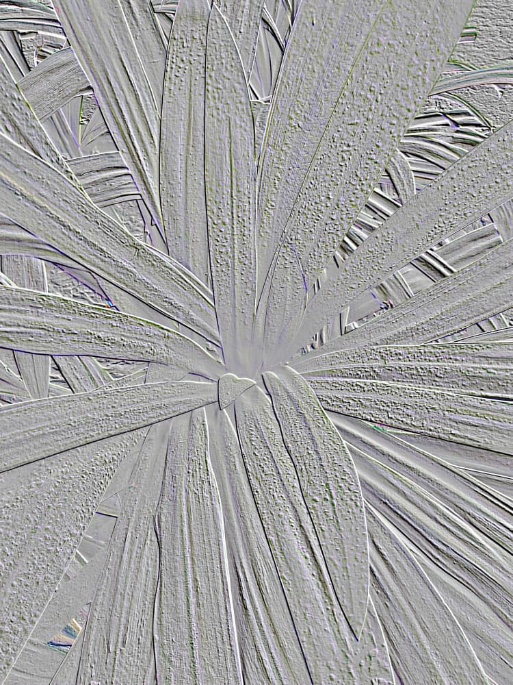 Embossed Plant Leaves by Santhosh ch — canvas wall art