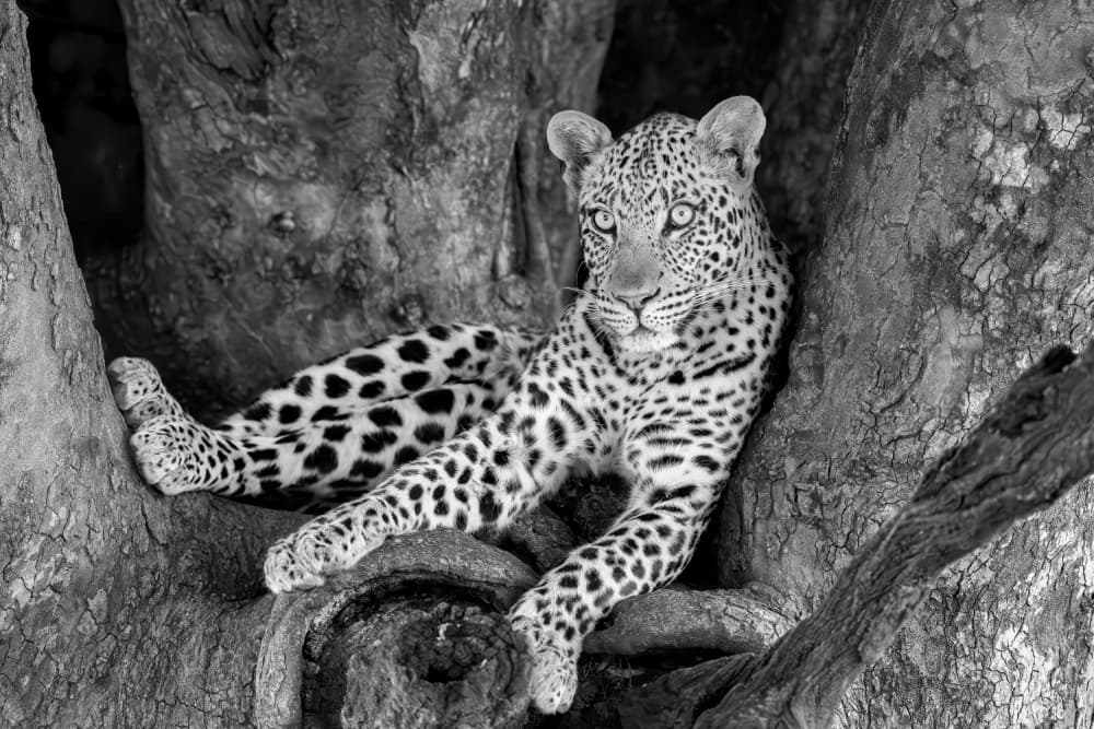 Watchful Leopard On Branch by Jun Zuo — canvas wall art