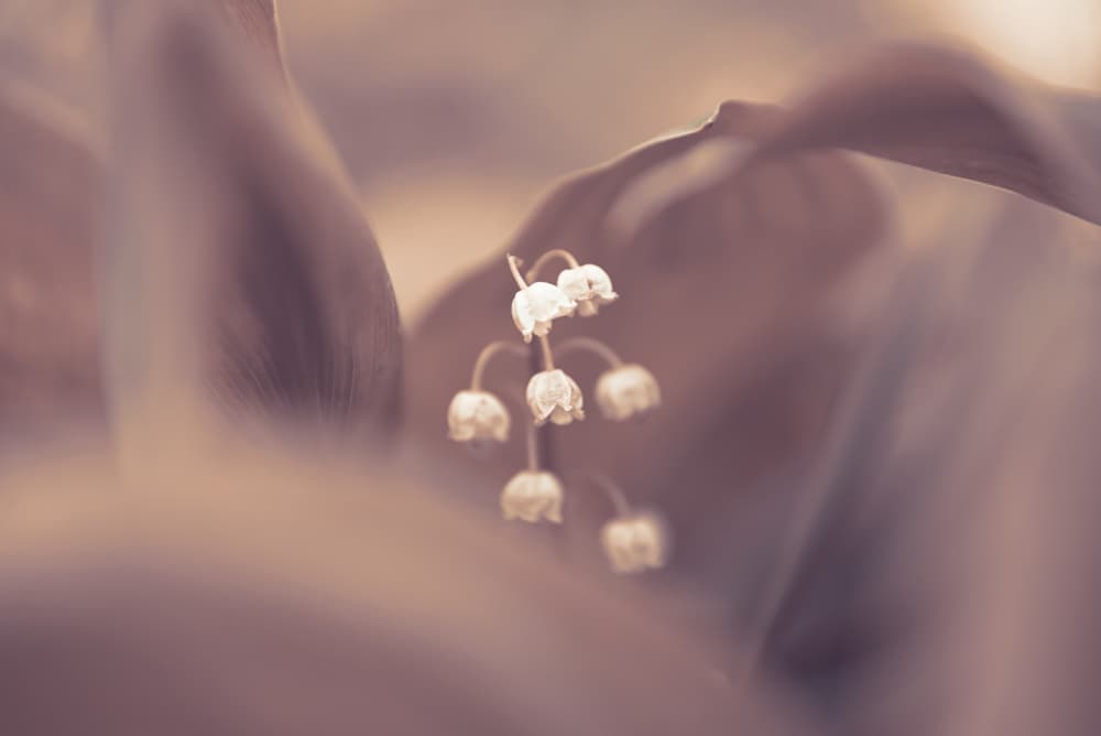 Dreamy Lily of the Valley by Oana Vasileniuc — canvas wall art