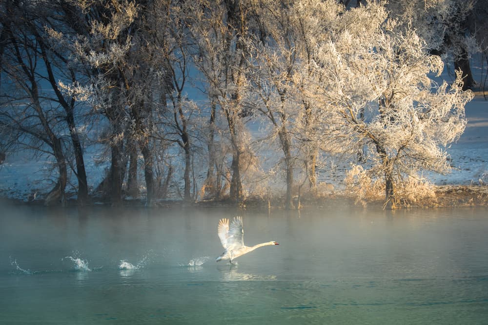 Misty Winter Swan Flight by C. Mei — canvas wall art