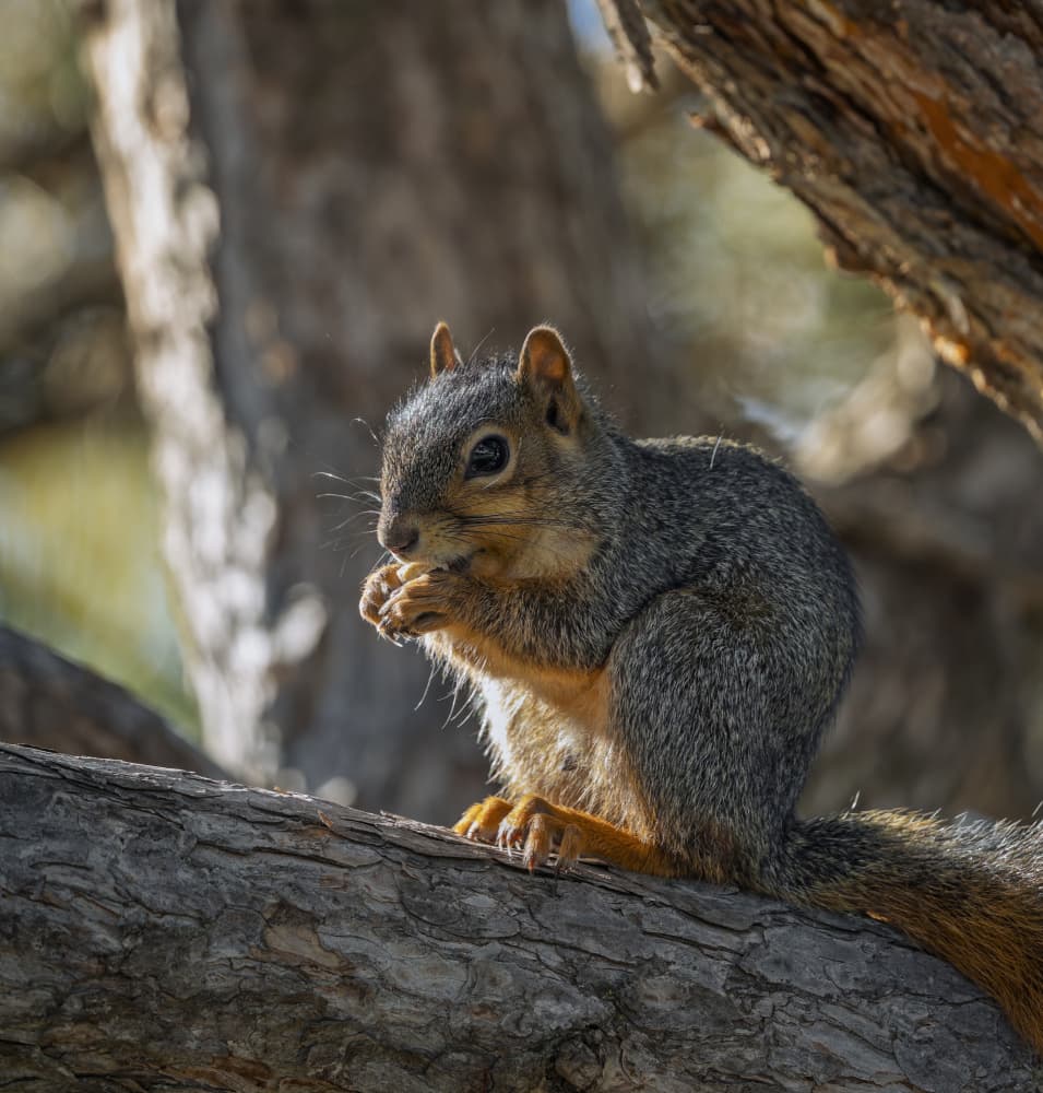 Forest Squirrel Snack by Ozan AKTAS — canvas wall art
