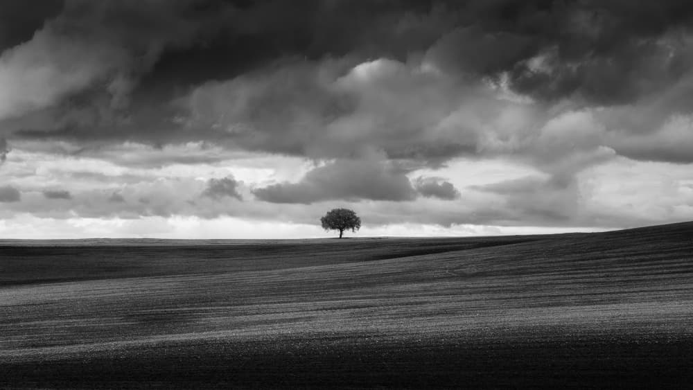Dramatic Lone Tree by Thomas de Franzoni — canvas wall art