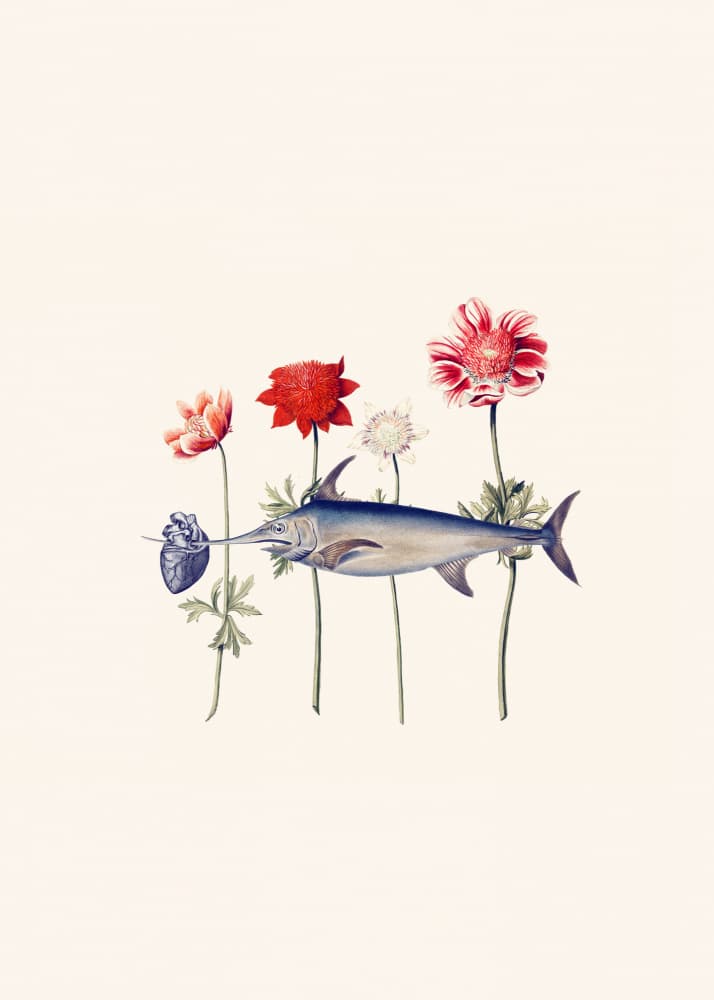 Swordfish Heart Blooms