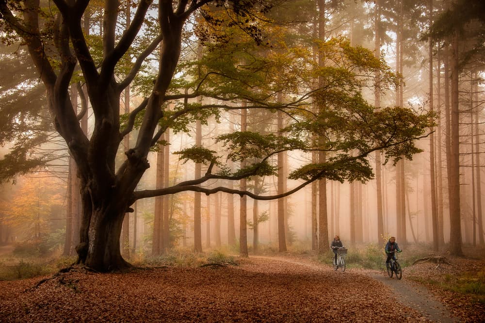 Peaceful Misty Forest Ride by Piet Haaksma — canvas wall art