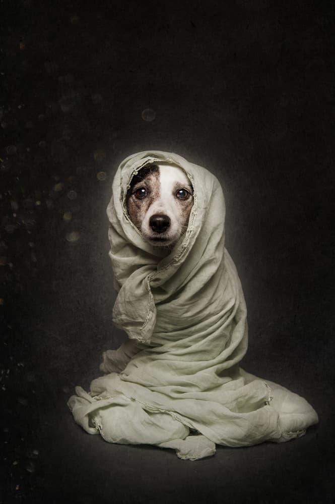 Sweet Wrapped Dog by Heike Willers — canvas wall art