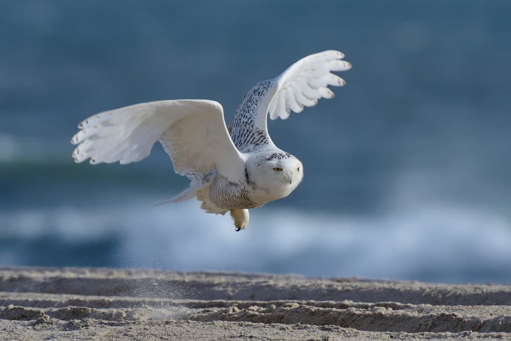 Snowy Owl Beach Flight by Johnny Chen — canvas wall art