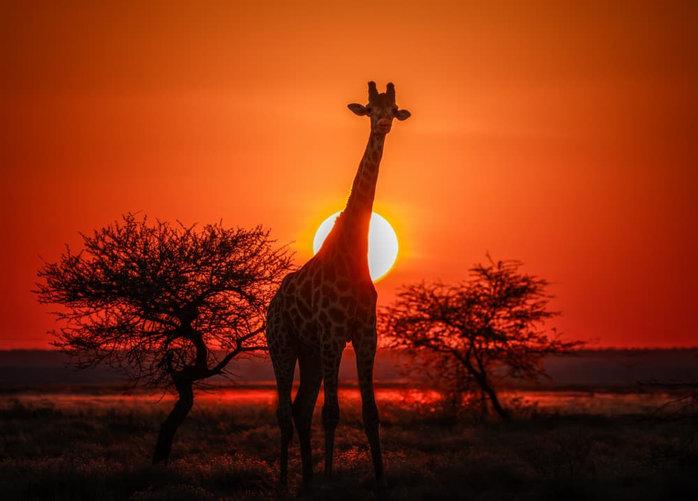 African Sunset Giraffe by Yun Gong — canvas wall art