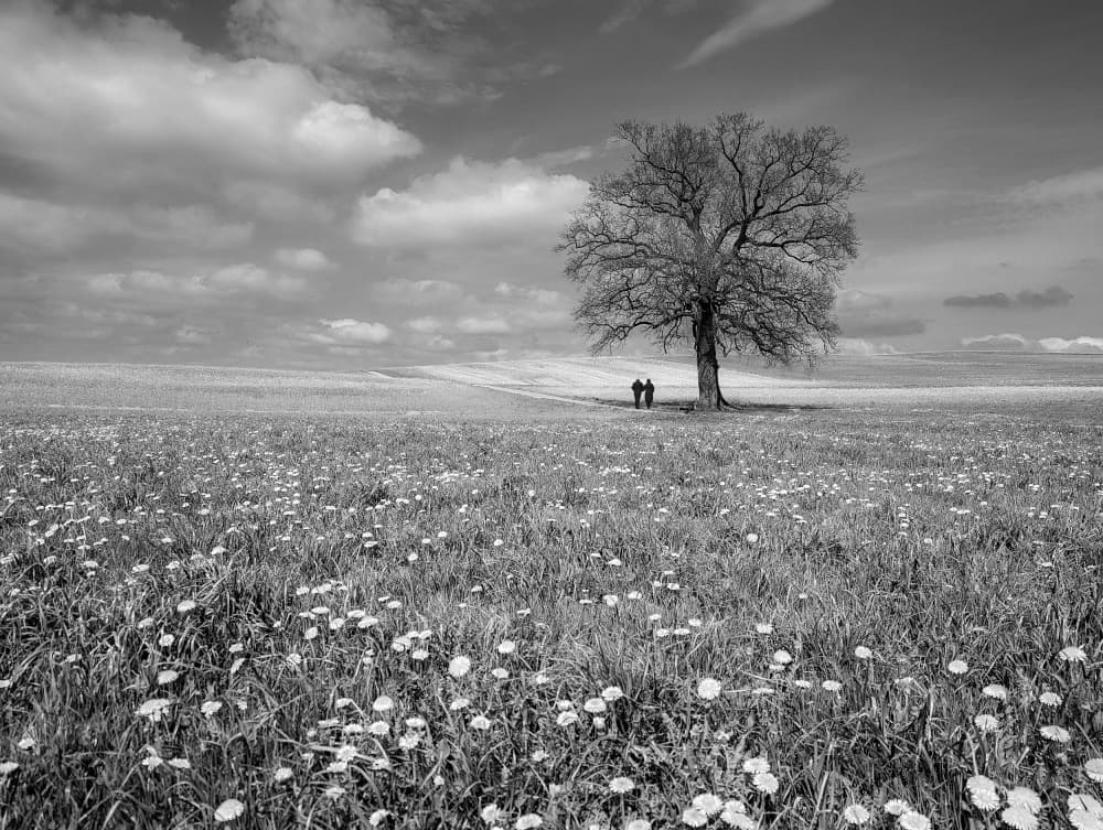 Couple By Lone Tree by Renate Wasinger — canvas wall art
