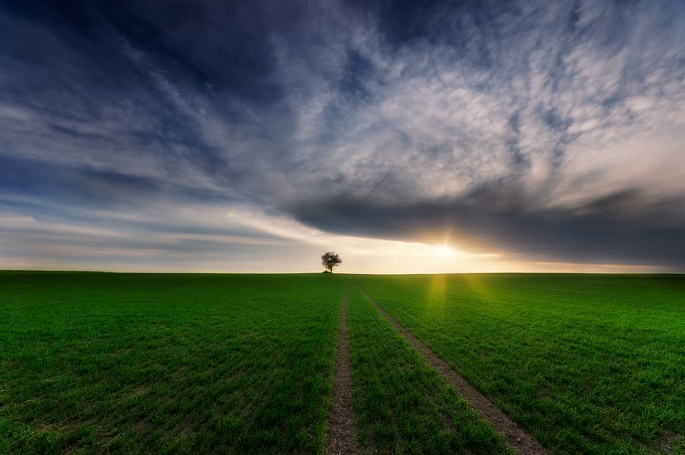 Golden Hour Lone Tree by Piotr Krol (Bax) — canvas wall art