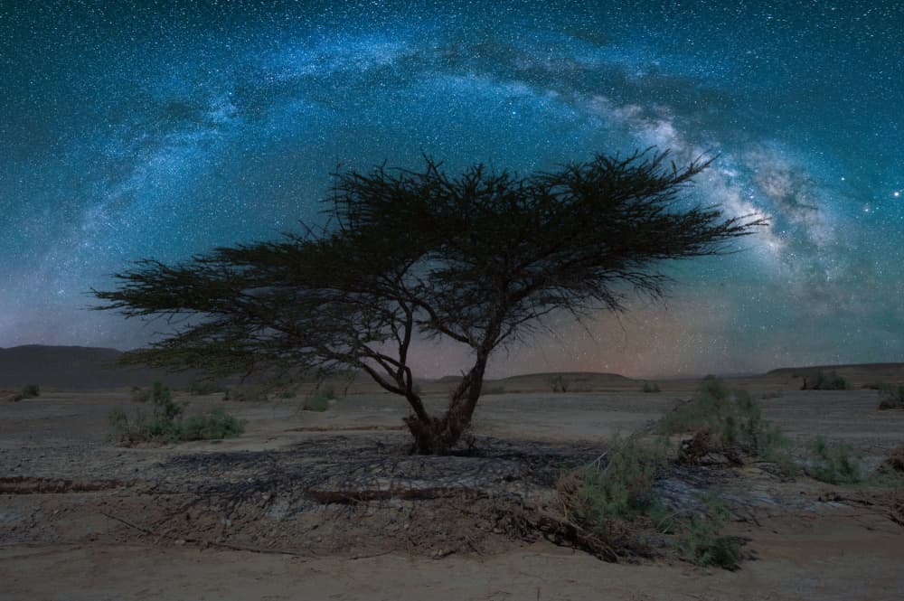 Milky Way Desert Tree by אייל בר אור • Eyal Bar Or — canvas wall art