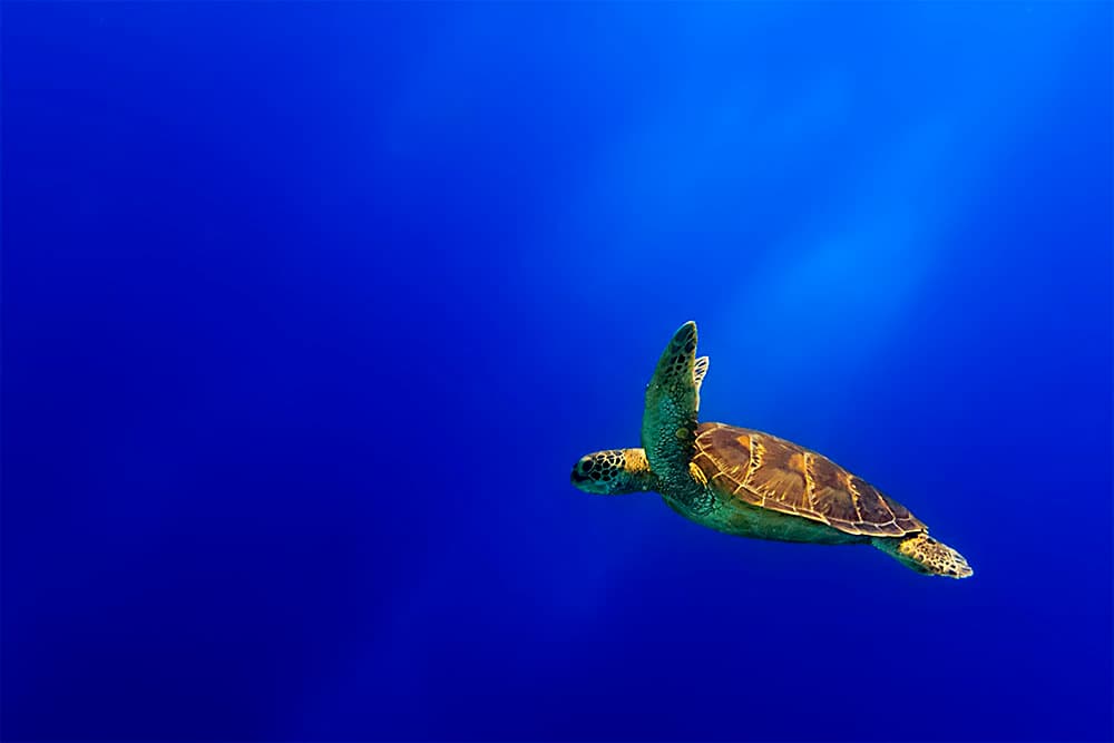 Graceful Sea Turtle by Mato P. — canvas wall art