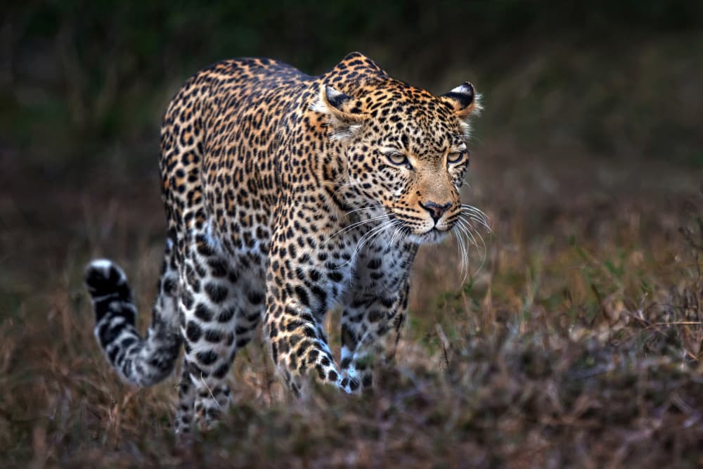 Graceful Leopard Prowl by Xavier Ortega — canvas wall art