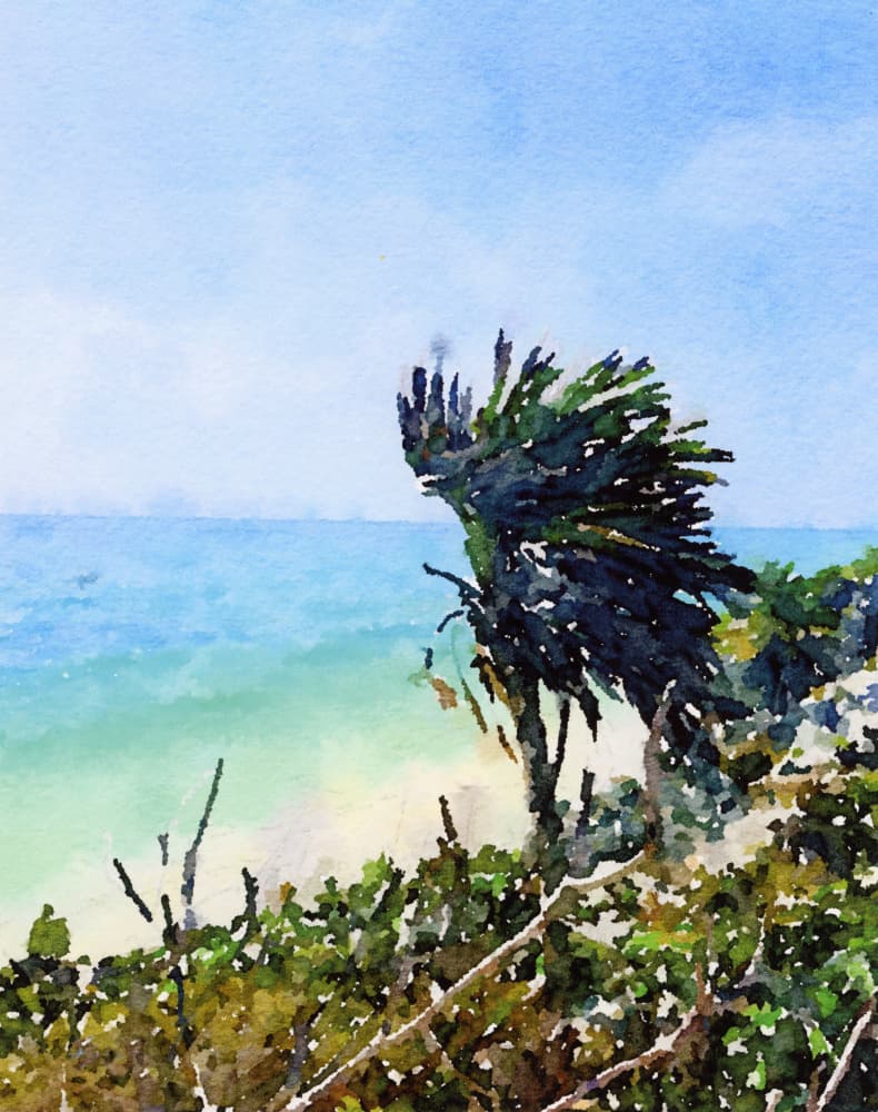 Wind-Swept Tropical Coast
