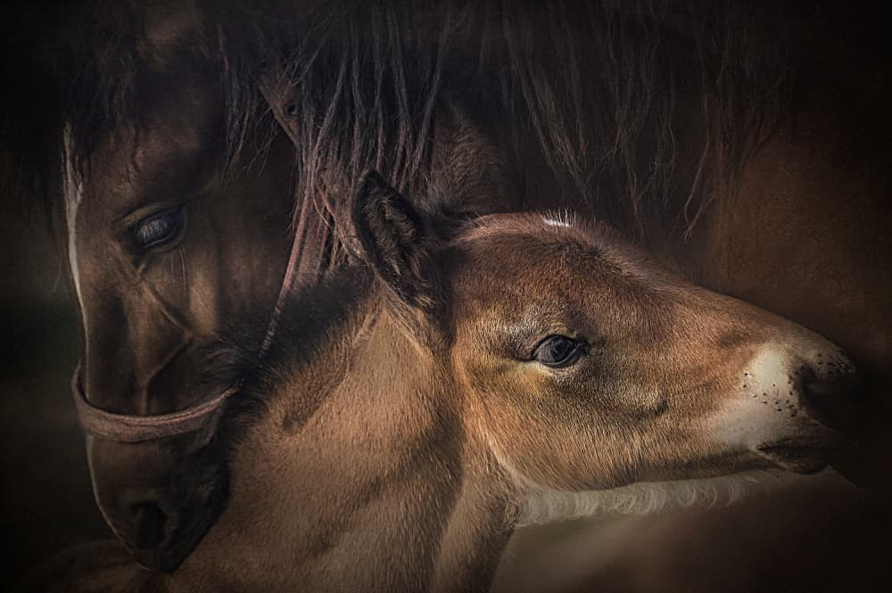 Horse And Foal Love by Adela  Lia Rusu — canvas wall art
