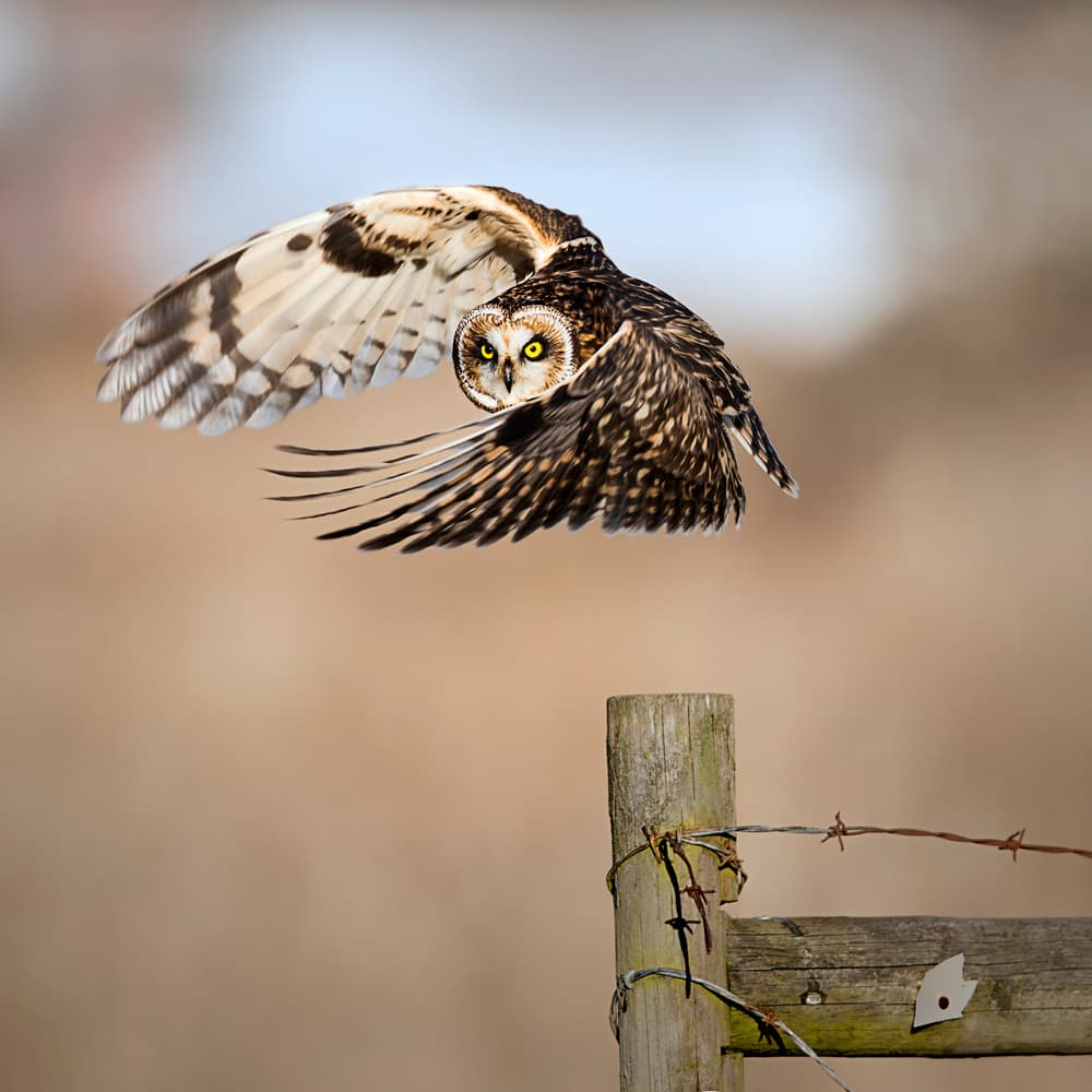 Wild Owl in Flight by Fion Wong — canvas wall art