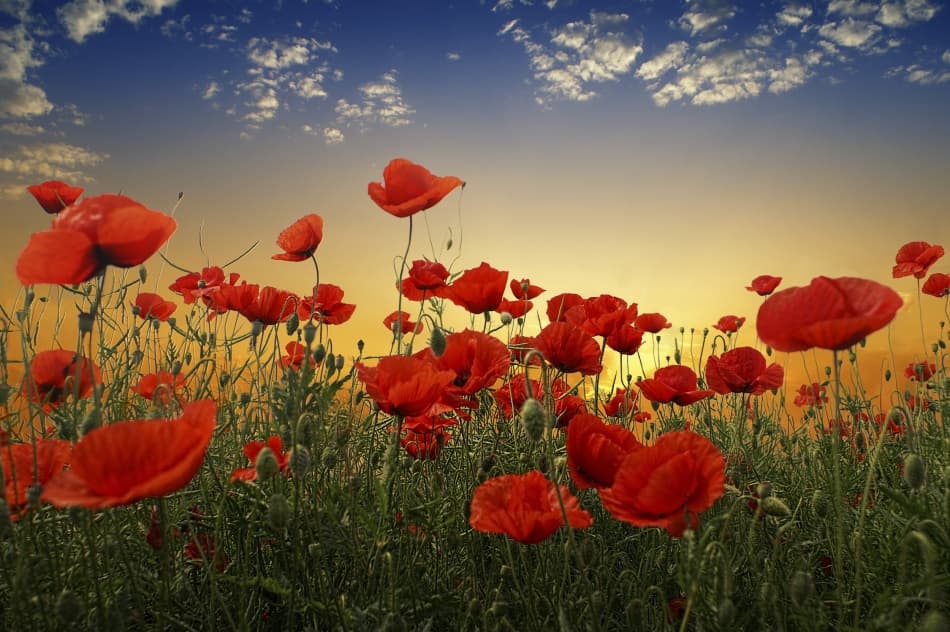 Sunset Poppy Field