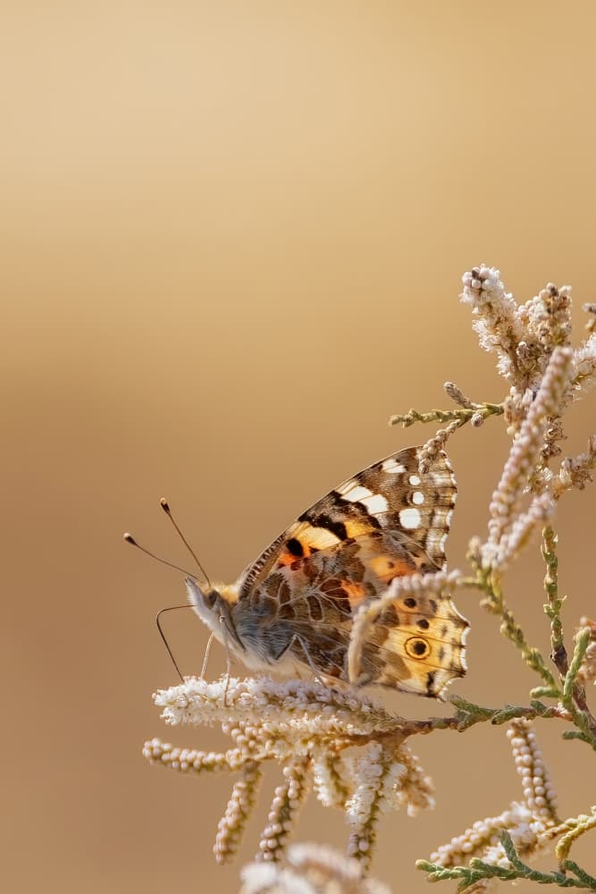 Painted Lady on Delicate Bloom by Bassant Meligy — canvas wall art