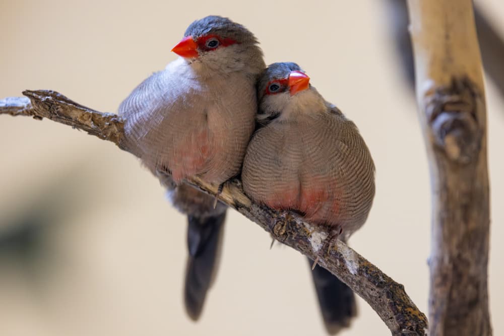 Affectionate Bird Couple by Azim Khan Ronnie — canvas wall art