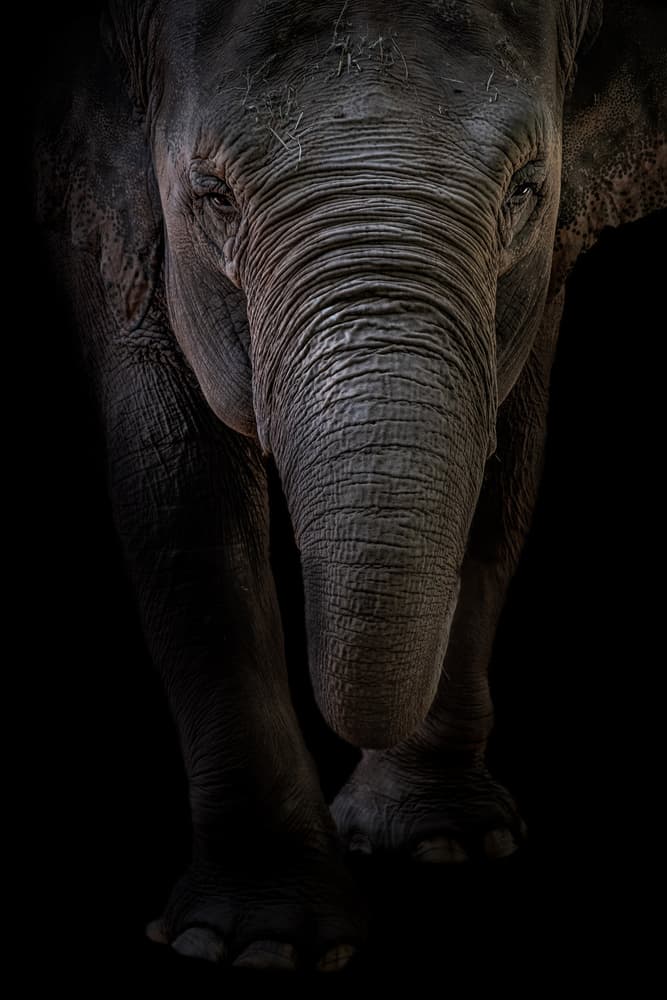 Wild Elephant Gaze by Branko Markovic — canvas wall art