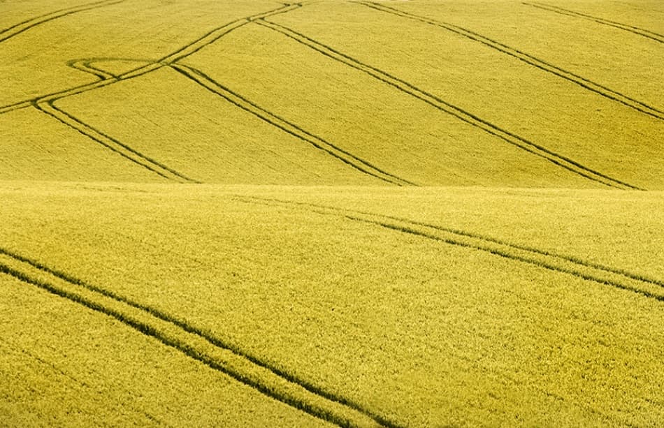 Winding Field Patterns by Clive Collie — canvas wall art