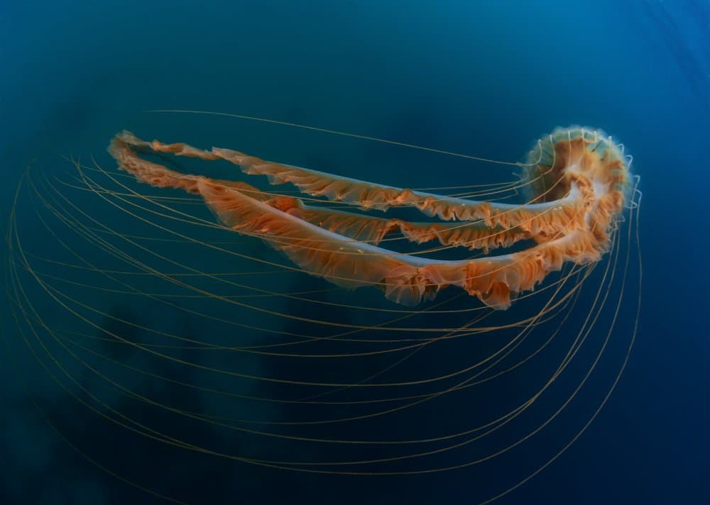 Graceful Ocean Jellyfish by Andrey Narchuk — canvas wall art