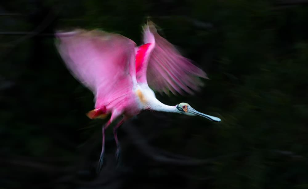Flying Pink Spoonbill by Jie Fischer — canvas wall art