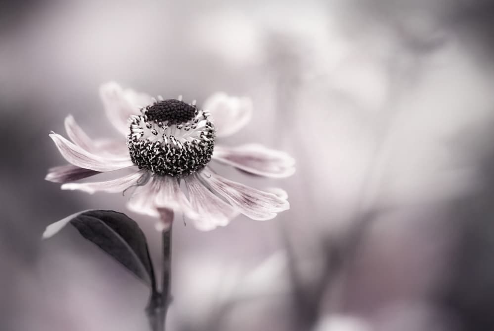 Helenium by Mandy Disher — canvas wall art