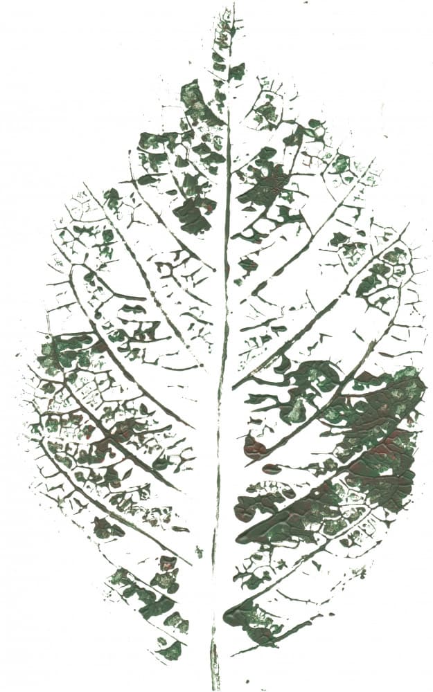 Botanical Leaf Print by Maira Ribena — canvas wall art