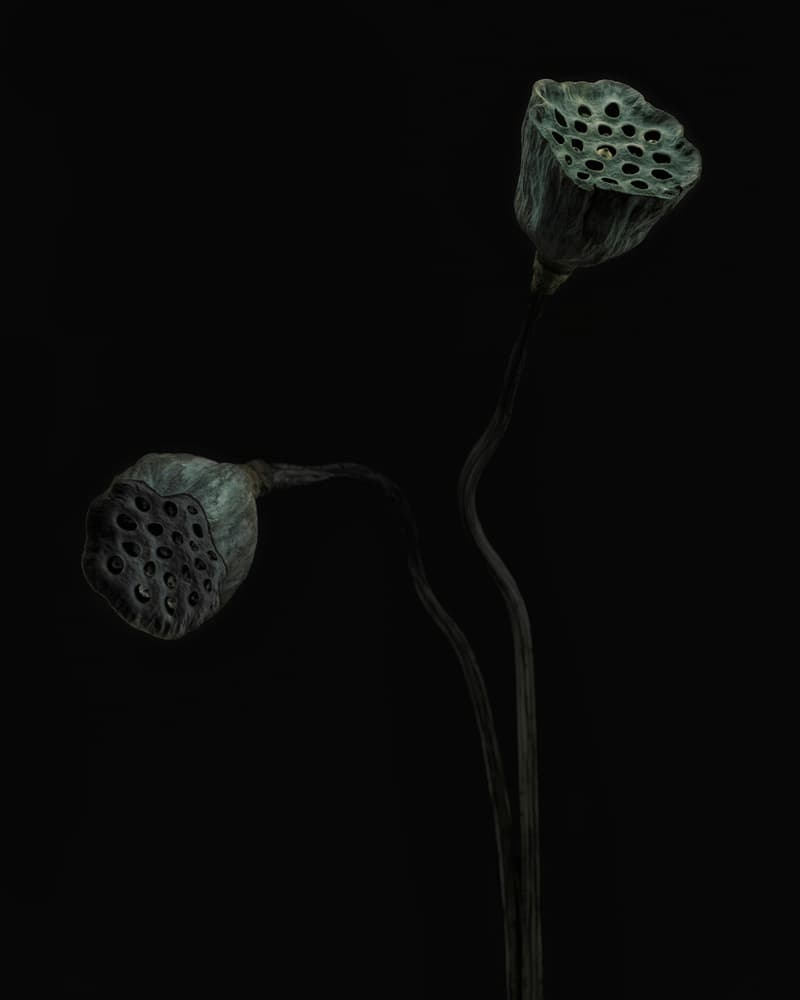 Elegant Dried Lotus Pods by Lotte Grønkjær — canvas wall art