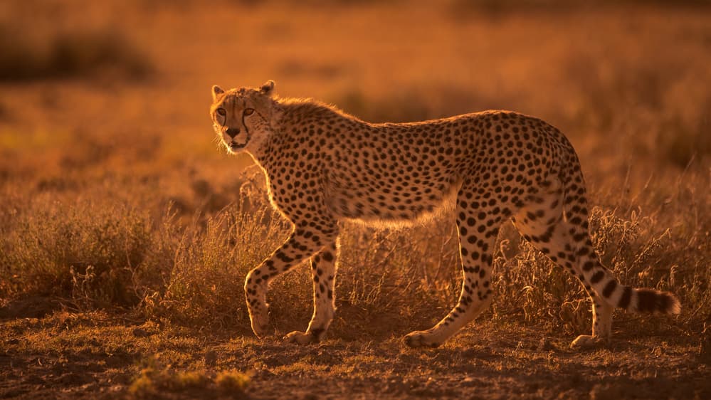 Golden Hour Cheetah by Mohammed Alnaser — canvas wall art