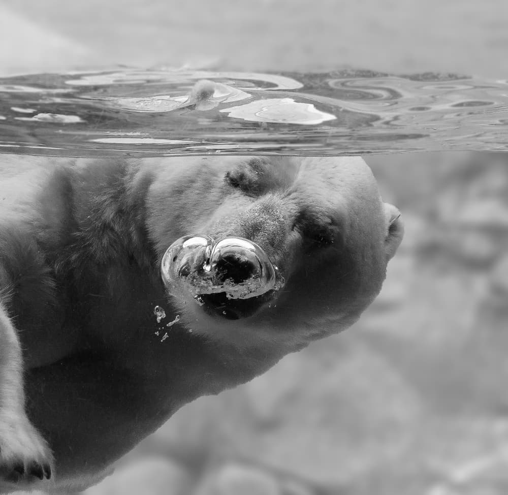 Polar Bear Underwater Bubbles by C.S. Tjandra — canvas wall art