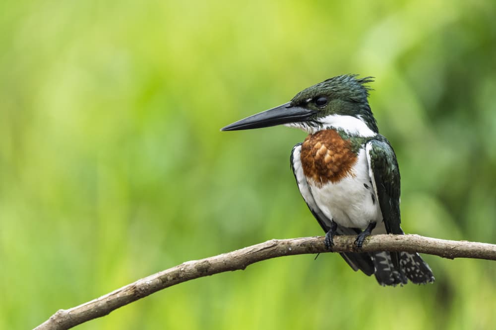 Green Kingfisher Perched by Jose Curto — canvas wall art