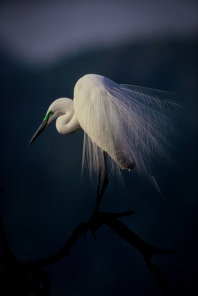 Elegant White Egret by Takafumi Yamashita — canvas wall art