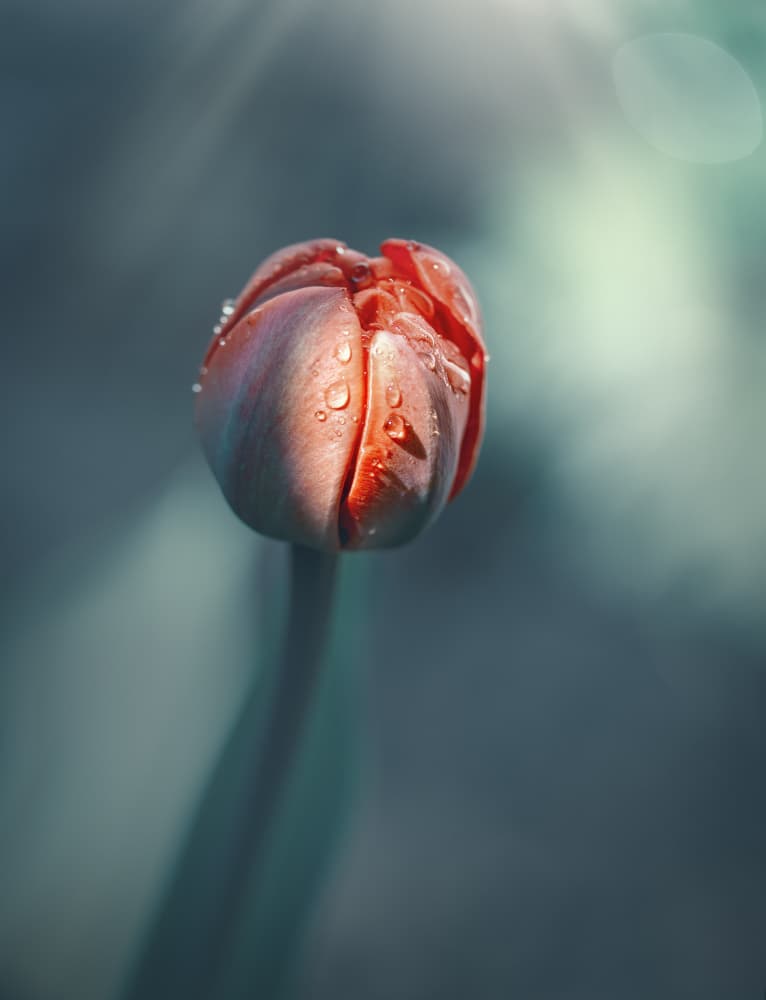 Dew Kissed Tulip Bud by Nikki Georgieva V E G A N I K — canvas wall art