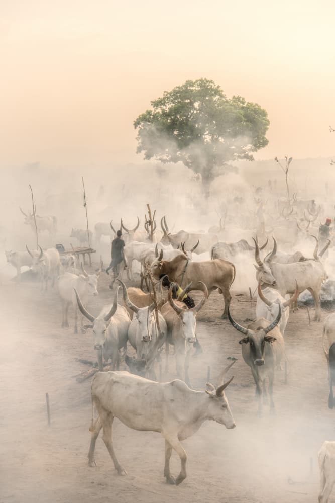 Longhorn Cattle Gathering by Trevor Cole — canvas wall art