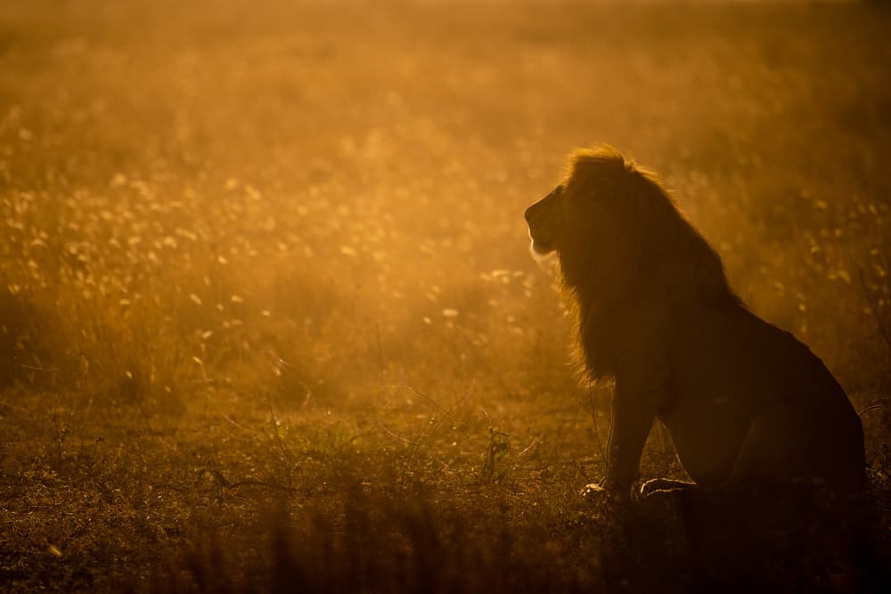 Golden Hour Lion by Mohammed Alnaser — canvas wall art