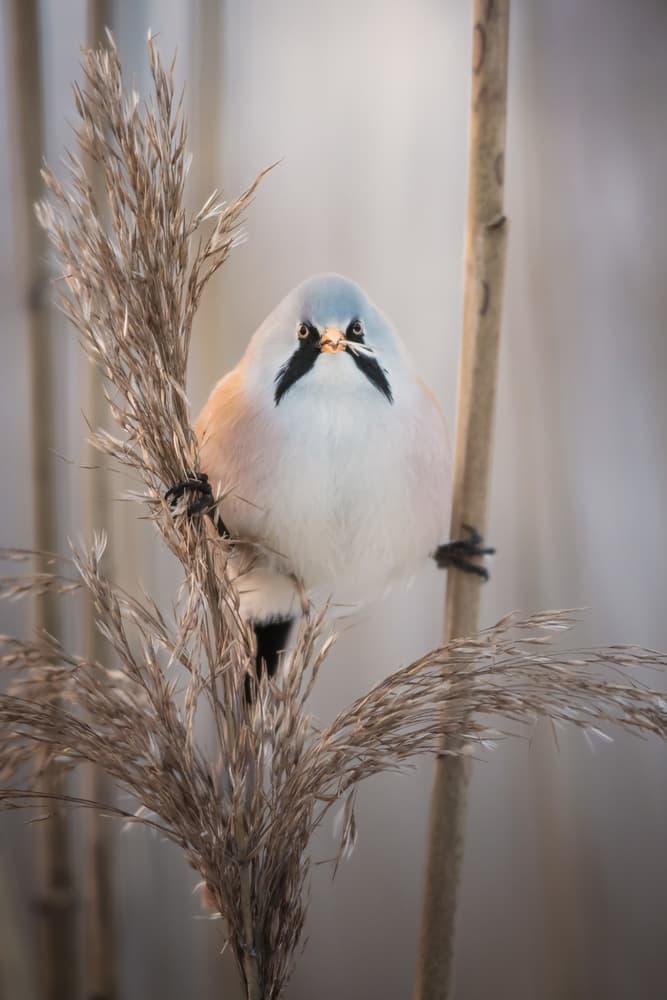 Delicate Winter Bird by Magnus Renmyr — canvas wall art